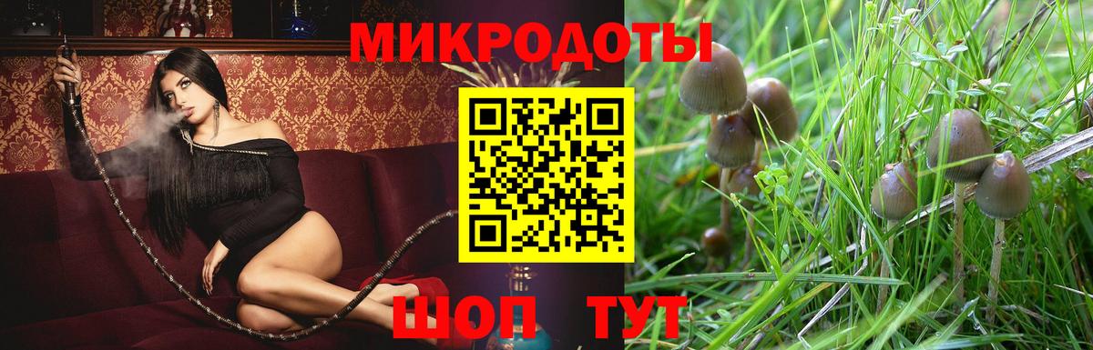 Галлюциногенные грибы Psilocybe Алексин